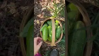 #gardenharvest #garden #harvest  #gardening #growyourownfood #backyardgardening #homesteading