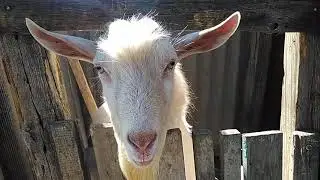 Моё хозяйство. Часть какая то. Утки ..на одни сутки