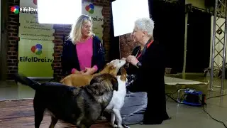 Fotosession mit Vierbeinern