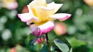 愛は花・君はその種子（オカリナ演奏）