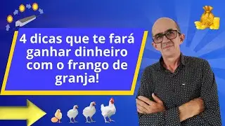 O que preciso fazer para ganhar dinheiro com o frango de granja?