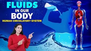 Human Circulatory System | Fluids in our Body | Home Revise