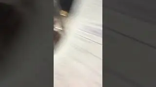 PvP Batle Shxamo vs Koticha Qimiis Gakvetilze