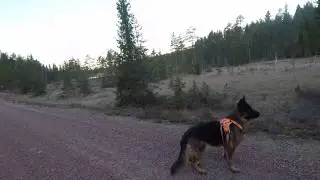 Schäferhund får vittring av djur
