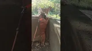 Немецкий боксер Харлюша и Буба. #germanboxer #немецкийбоксер #dog #батуми