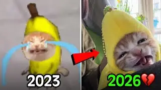 Where Are the Famous Cat Memes Now? 🥹❤️‍🩹(Then vs Now)Part-2