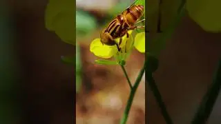 One touch of nature makes the whole world kin. #reels #shortsfeed #trending #naturelovers #viral