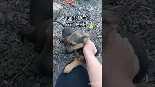 Их выбросили на помойку, как мусор.