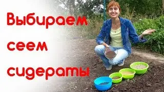 Сидераты. Когда, какие сажать? Плюсы, минусы