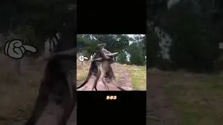 КЕНГУРУ В СХВАТКЕ. БОРЬБА