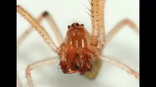 Dark Fishing Spider Adventures - Episode 3
