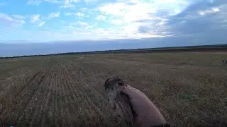 Quail Hunting September 2023