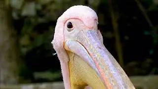 American white pelican facts - American white pelican noise , Uncharted Territories (Part 3)