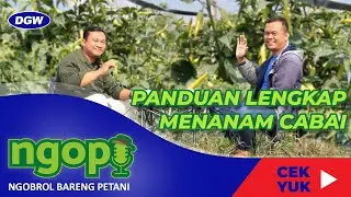 PANDUAN LENGKAP CARA TANAM CABAI AGAR BERBUAH LEBAT | PART 1 - NGOPI #10