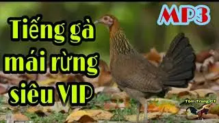 Tiếng gà mái rừng. tiếng gà mái gọi trống mp3.