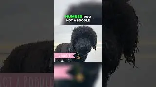 Meet the Barbet - The Ancestor of the Poodle