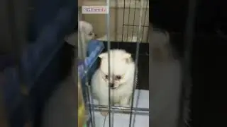 Cute Puppy Minipom
