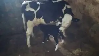 Süt Emen Buzağı
