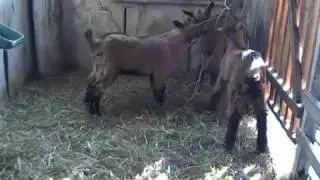 Выращивание козлят в молочный период