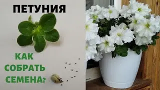 Петуния: Как и когда собирать семена петунии?!