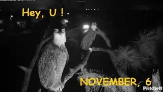 SWFL Eagles - Hey, U!