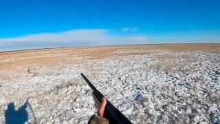 Hare hunting: first snow, first tracks – first trophy