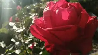 ВЛАГОЗАРЯДНЫЙ ПОЛИВ 2023 !