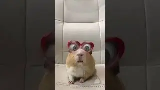 как моргает хомяк 