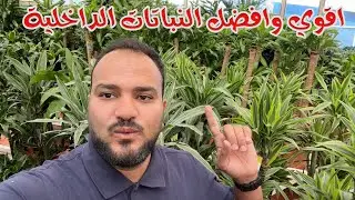 هذه افضل واقوي  مجموعة من النباتات الداخلية التي يمكن زراعتها في المنزل بدون اي مشاكل