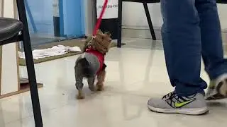 Pós operatório devido ruptura de ligamento cruzado