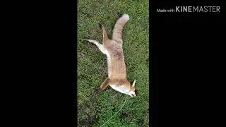 Установка петєль на лису как я поймал лису #охота