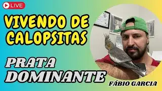 VIVENDO DE CALOPSITAS - DILUÍDO DOMINANTE - A MUTAÇÃO MAIS RENTÁVEL