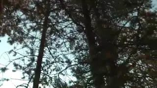 Горихвостка попрошайничает