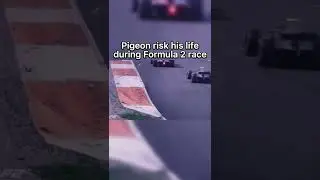 Pigeon almost gets hit in Formula 2 feature race... 