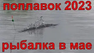 рыбалка на поплавок в мае 2023 ловля плотвы густеры на удочку