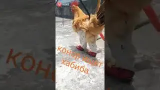Конор ищет Хабиба "прикол"