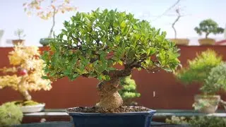 Lombrico Bonsái: Arte y ciencia