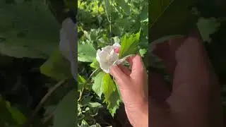 Наши новинки, сезон посадок к разгаре 🥰