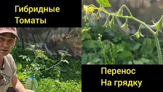Гибридные томаты. Перенос саженцев на грядку.