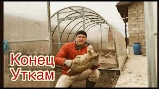 КОНЕЦ УТКАМ ИЛИ ПРИШЛО ВАШЕ ВРЕМЯ