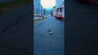 Утки заблудились 