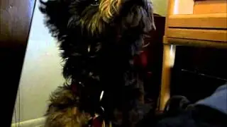 Sweetie the Schnoodle begging at the table
