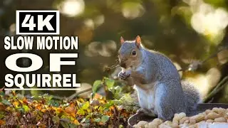 Slow Motion Of A Crawling Squirrel | Animals Video | 4K ULTRA HD