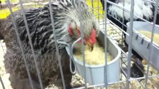 Chicken gets its head cut off!