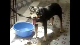 chien a vendre !! [ rottweiler & pitbull ]