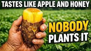 Tastes Like Apple and Honey: Grows Wild Without Care, Why Does Nobody Plant It?