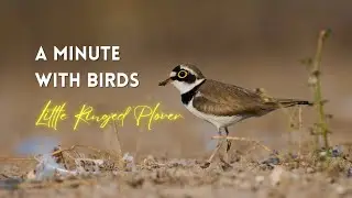 Little Ringed Plover - A Minute with Birds