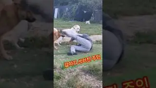 초대박영상ㅡ쓰러진 주인을 구하는 리트리버와 진돗개