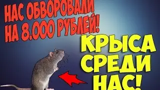 НАС ОБВОРОВАЛИ НА 8.000 РУБЛЕЙ! КРЫСА СРЕДИ НАС!