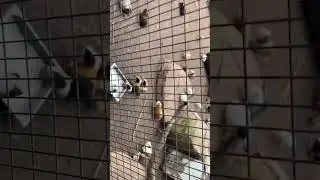 Insanely Cute Guinea Pig Noises